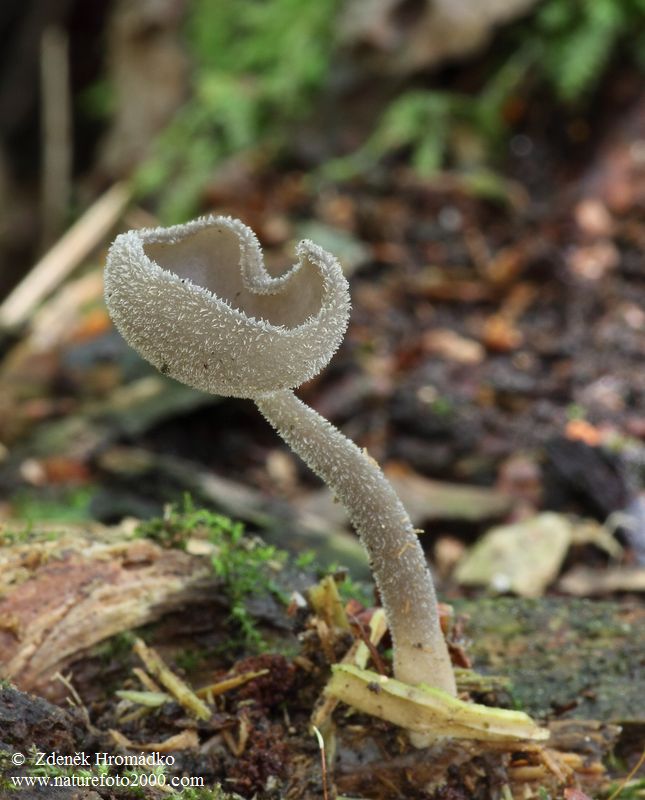 stopečka pýřitá, Helvella macropus (Pers.) P. Karst. (Houby, Fungi)